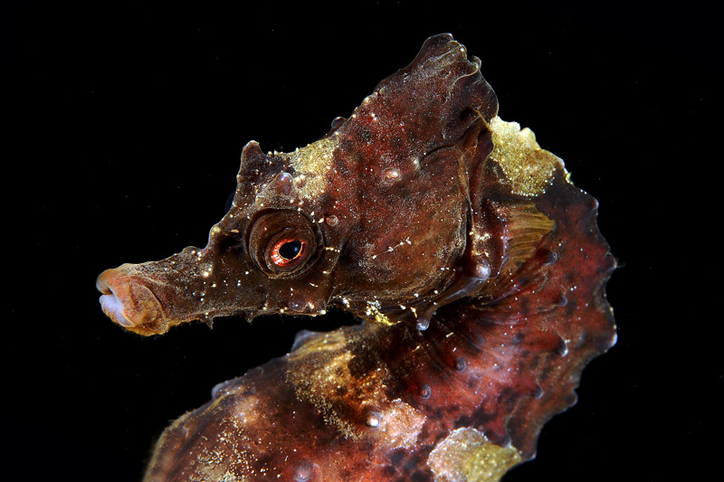 Hippocampus hippocampus  (Linnaeus, 1758)